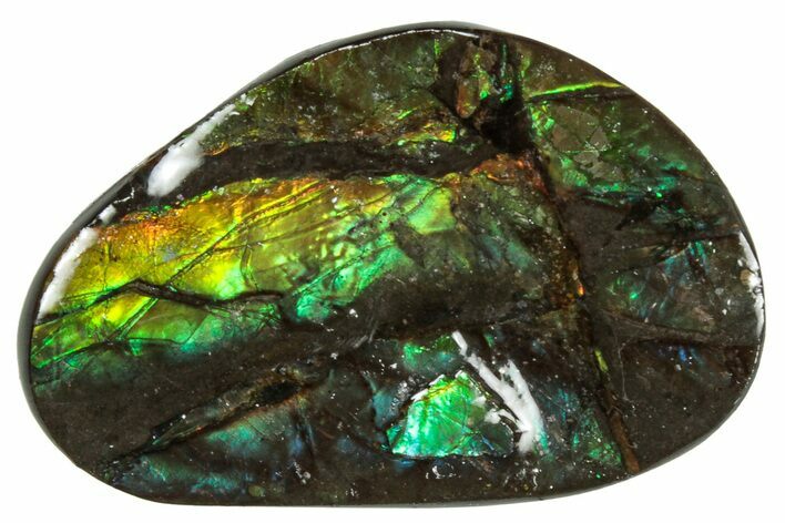 Flashy Ammolite (Fossil Ammonite Shell) - Greens & Yellows #357599